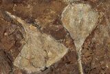 Seven Fossil Ginkgo Leaves From North Dakota - Paleocene #188695-2
